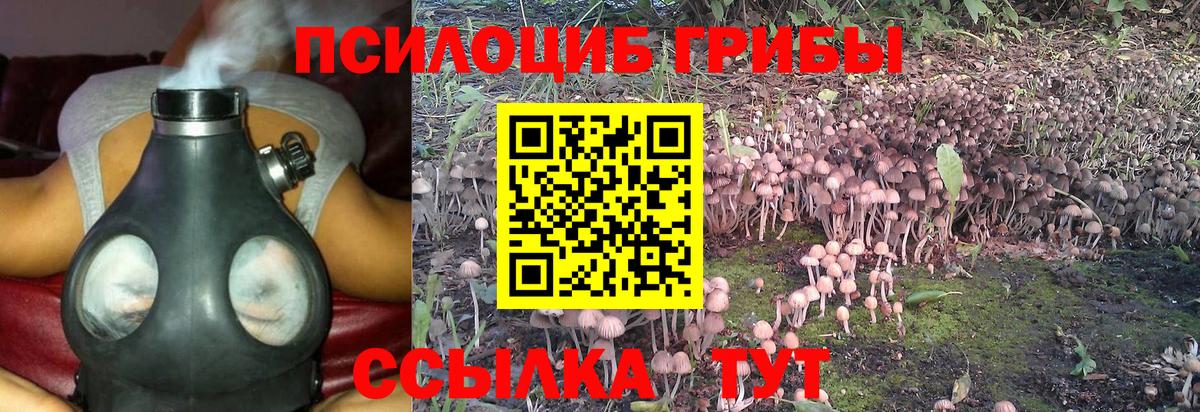 магазин  наркотиков  Галлюциногенные грибы Psilocybe  Вход с VPN  Сунжа 